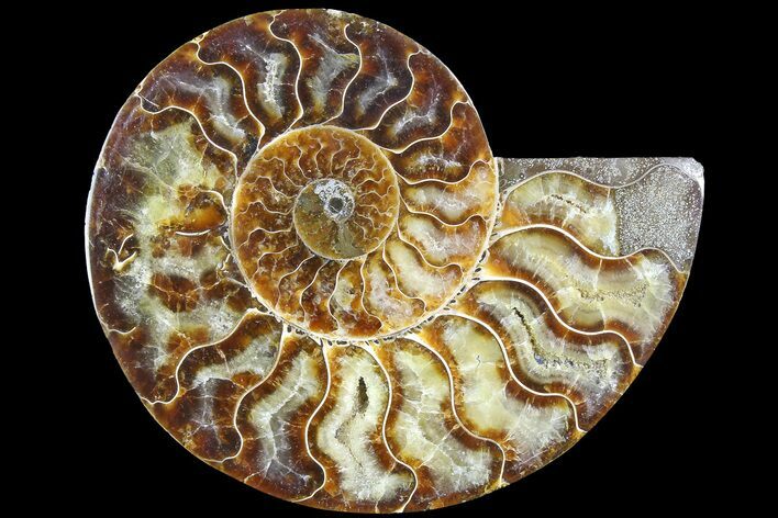 Cut & Polished Ammonite Fossil (Half) - Madagascar #183199